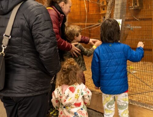 Animal Barn
