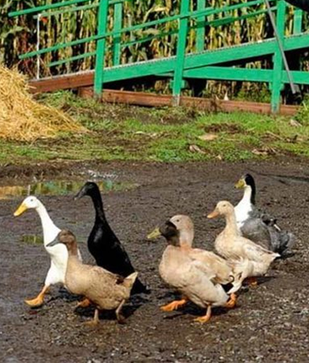 Duck Races